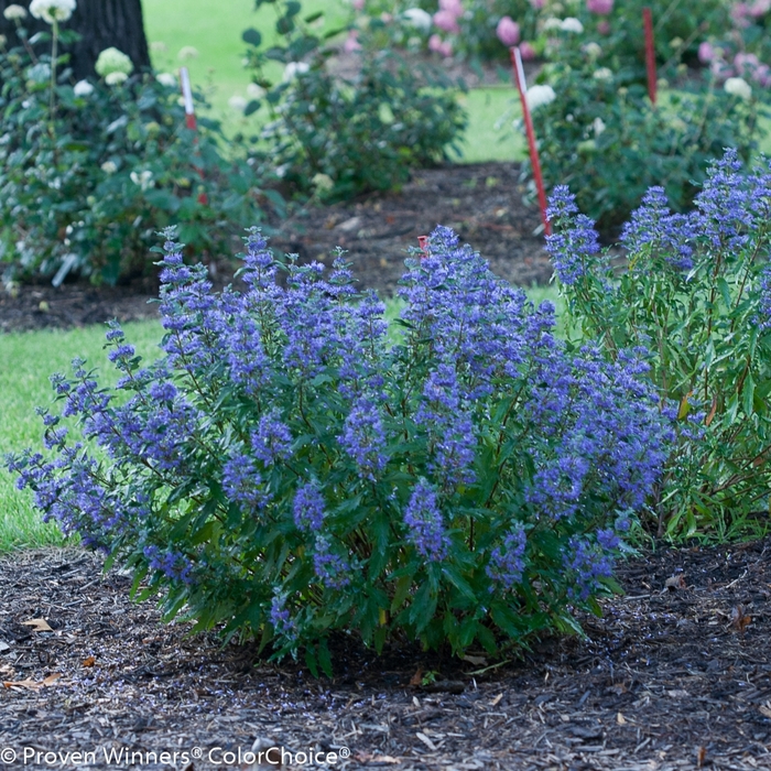 Beyond Midnight® - Caryopteris x clandonensis from Evans Nursery