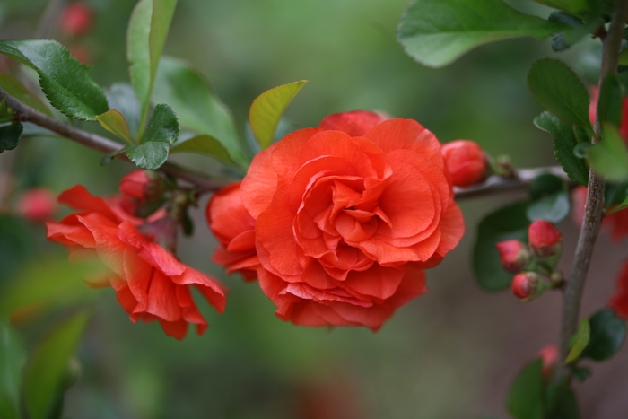 Double Take Orange™ - Chaenomeles speciosa from Evans Nursery