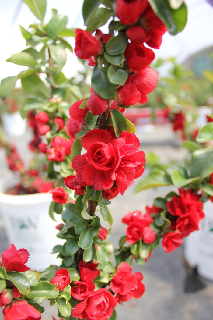 Double Take Scarlet™ - Chaenomeles speciosa from Evans Nursery