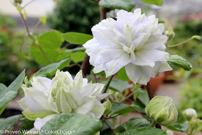 'Diamond Ball' - Clematis sp. from Evans Nursery