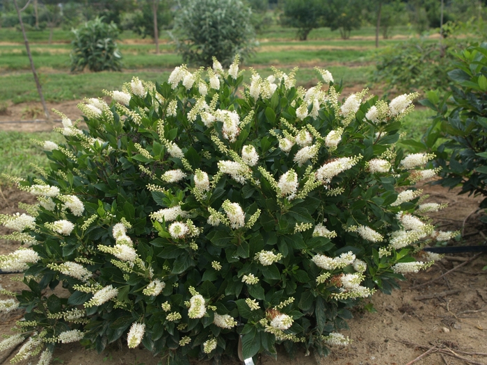 Sugartina® 'Crystalina' - Clethra alnifolia (Summersweet) from Evans Nursery