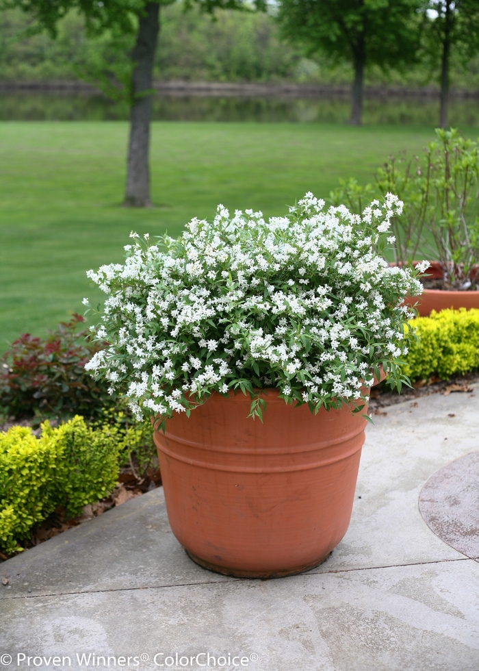 Yuki Snowflake® - Deutzia x from Evans Nursery