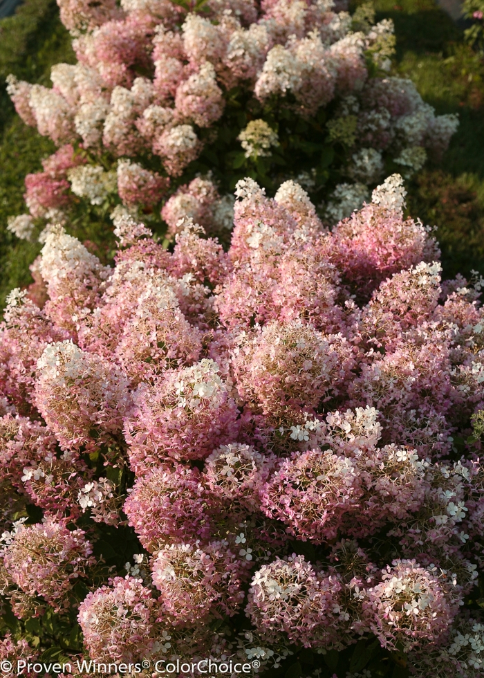 Bobo® - Hydrangea paniculata from Evans Nursery