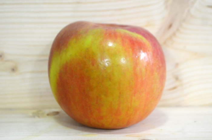 'Fuji ' - Malus domestica from Evans Nursery