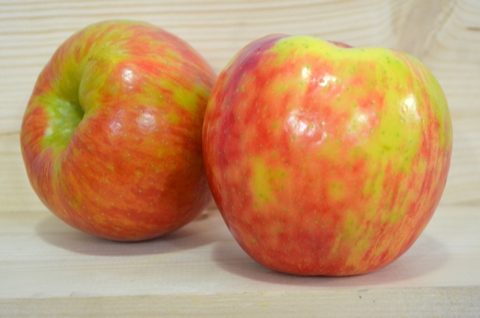 'Honeycrisp ' - Malus domestica from Evans Nursery