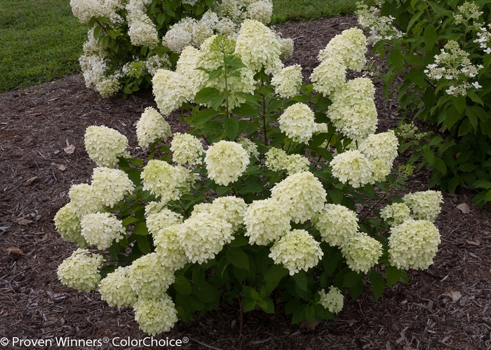 Little Lime® - Hydrangea paniculata from Evans Nursery