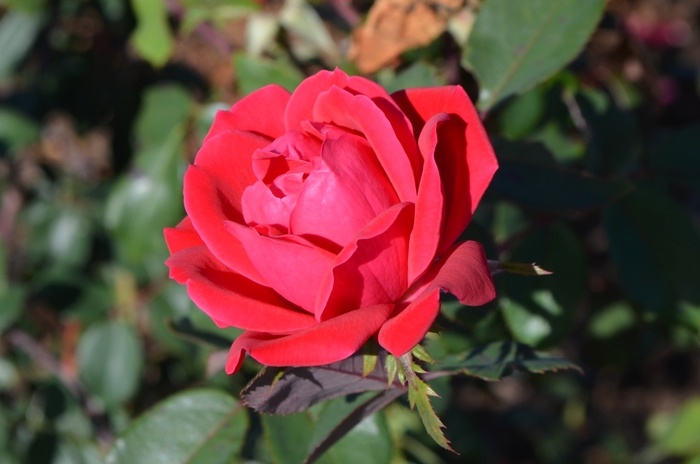 Double Red Knock Out® - Rosa 'Radtko' PP16202, CPBR 3104 from Evans Nursery