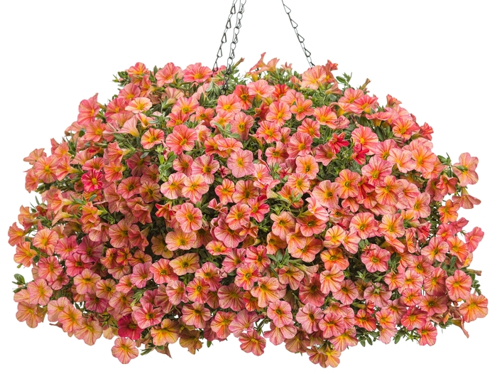 Superbells® Tropical Sunrise - Calibrachoa hybrid from Evans Nursery