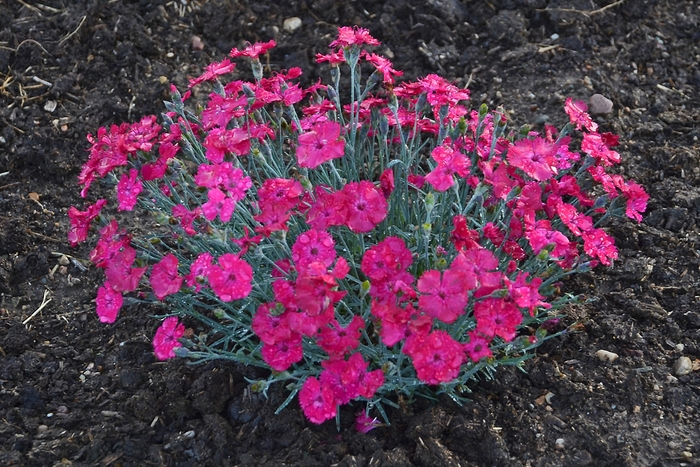 'Paint the Town Magenta' - Dianthus hybrid from Evans Nursery