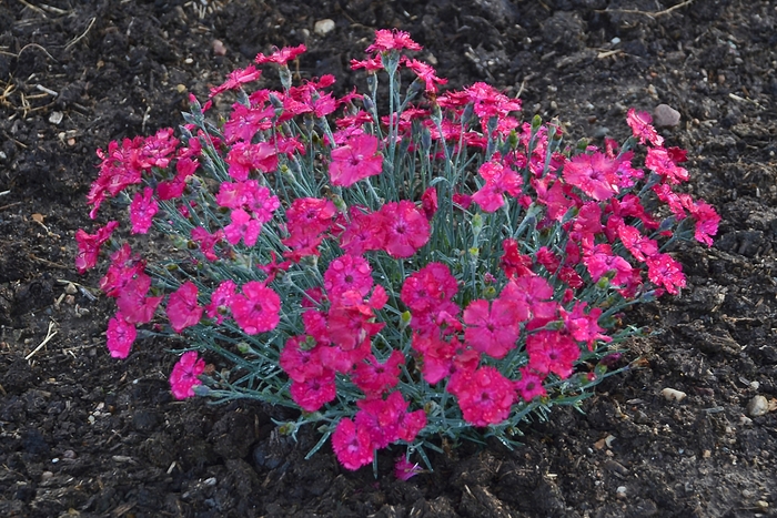 Dianthus 'Paint the Town Red' - Garden Crossings