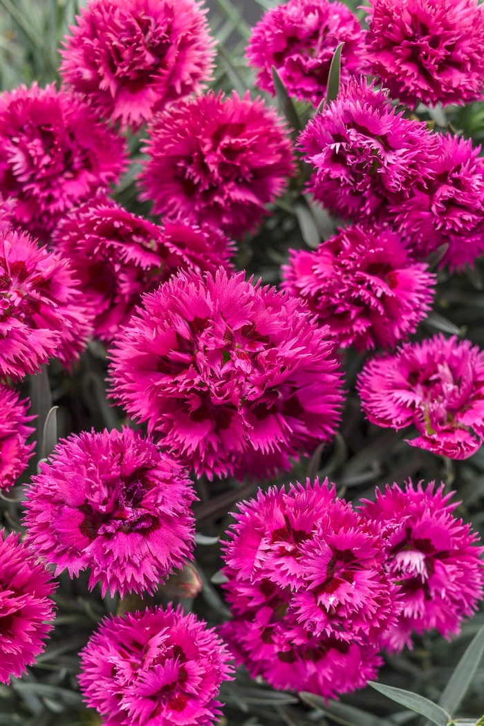 Fruit Punch® 'Spiked Punch' - Dianthus hybrid from Evans Nursery