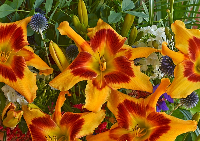 Rainbow Rhythm® 'Tiger Swirl' - Hemerocallis (Daylily) from Evans Nursery