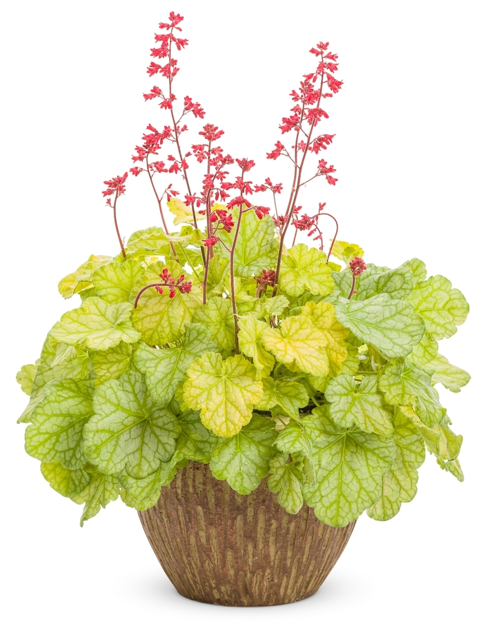 Dolce® 'Appletini' - Heuchera hybrid from Evans Nursery