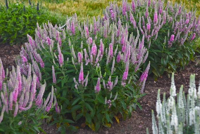 Magic Show® 'Pink Potion' - Veronica hybrid from Evans Nursery