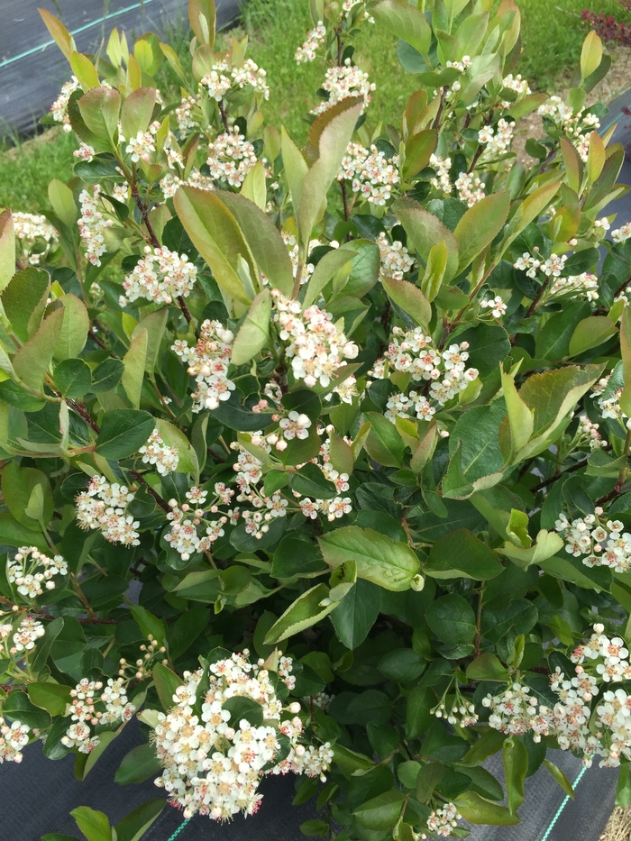 Low Scape Hedger® Chokeberry - Aronia melanocarpa ''UCONNAM166'' PP28831 CBRAF from Evans Nursery