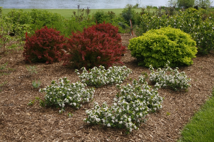 Low Scape Mound® Chokeberry - Aronia melanocarpa 'UCONNAM165' PP28789 CBRAF from Evans Nursery