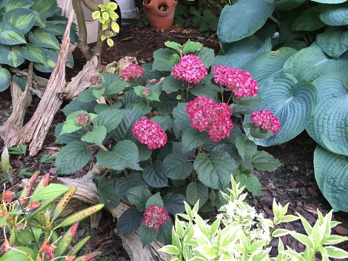 Invincibelle® Ruby - Hydrangea arborescens from Evans Nursery