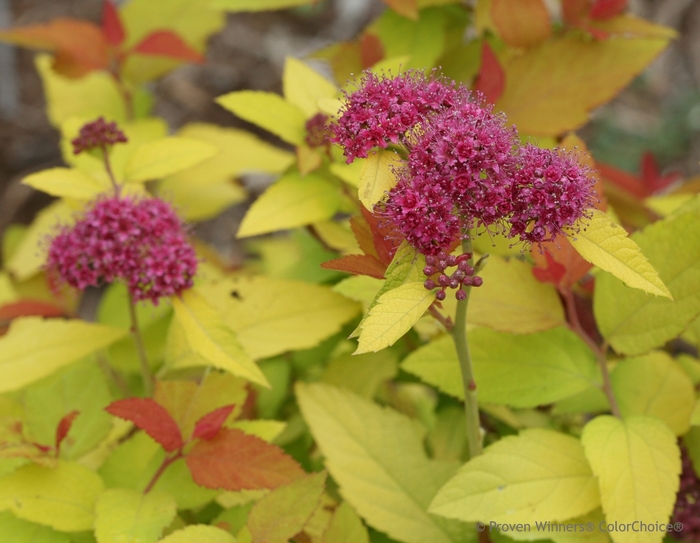 Double Play® Candy Corn® - Spiraea japonica from Evans Nursery