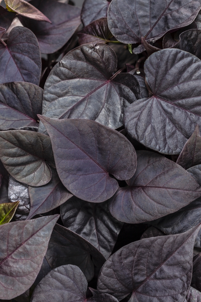 Sweet Caroline Sweetheart Jet Black™ - Ipomoea batatas from Evans Nursery