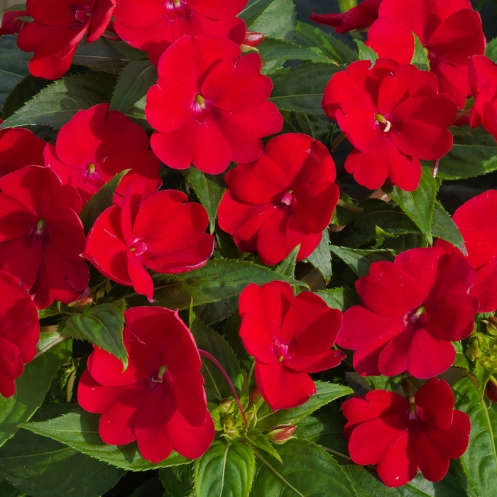 SunPatiens® Compact Fire Red - Impatiens x hybrida from Evans Nursery