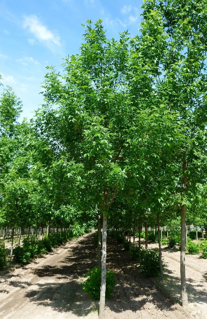 Green / Red Ash - Fraxinus pennsylvanica from Evans Nursery