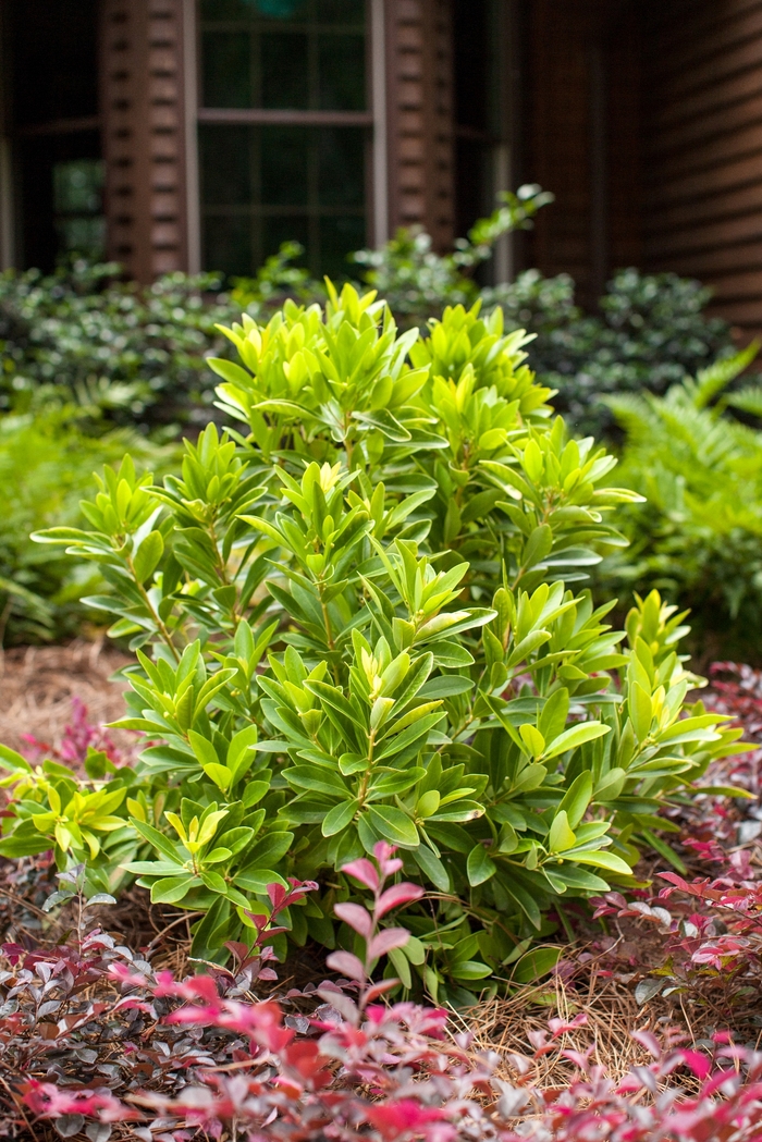 BananAppeal™ Small Anise Tree - Illicium parviflorum 'PIIIP-I' PP28887 (Small Anise Tree) from Evans Nursery