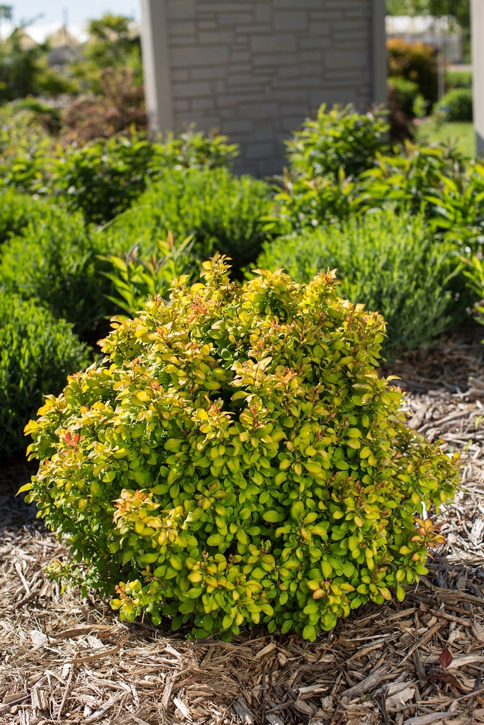 'Limoncello™' Barberry - Berberis thunbergii from Evans Nursery