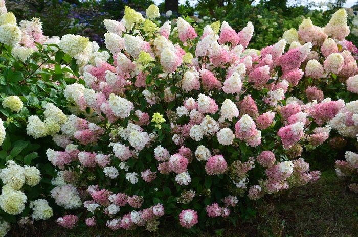 Strawberry Sundae&reg; - Hydrangea paniculata from Evans Nursery