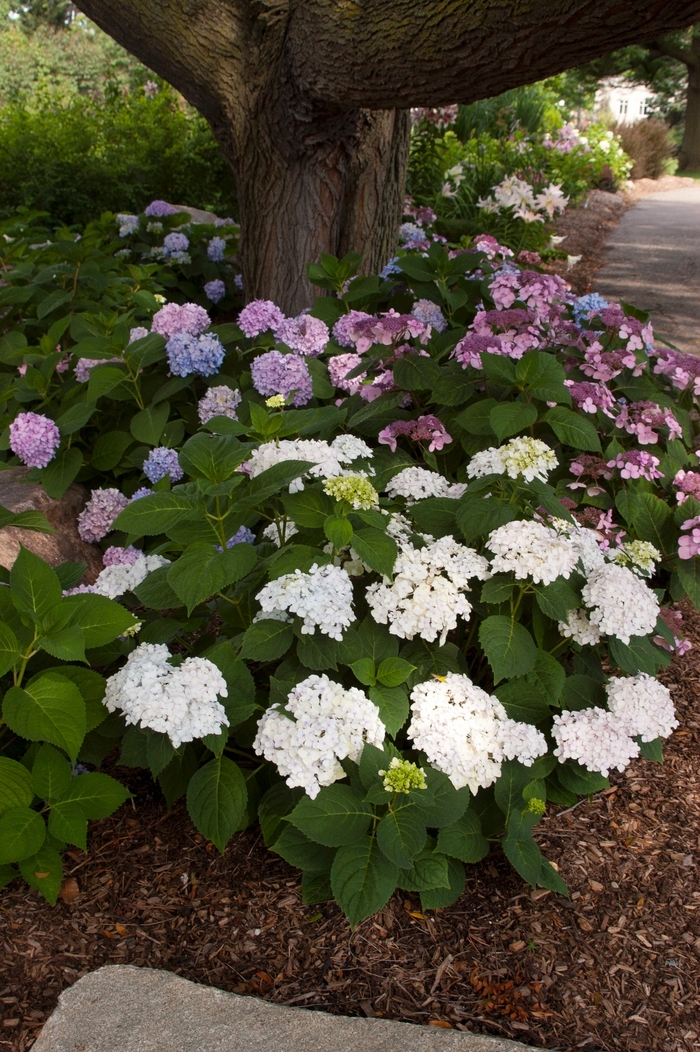 Blushing Bride - Hydrangea macrophylla 'Blushing Bride' from Evans Nursery