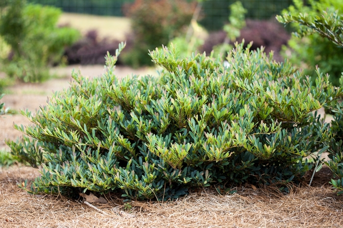 Cinnamon Girl™ Dystilium - Distylium from Evans Nursery