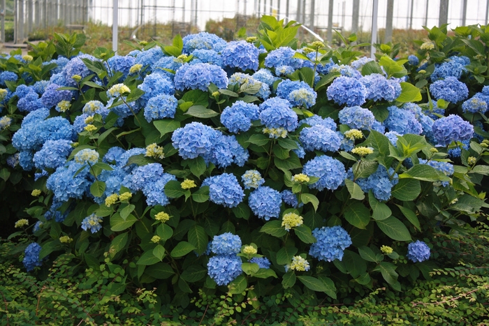 The Original® - Hydrangea macrophylla from Evans Nursery
