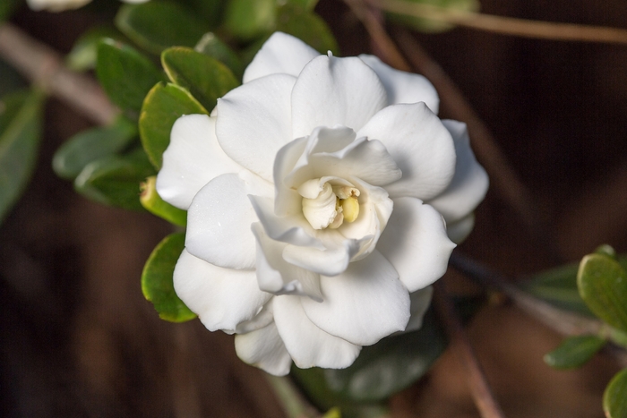 'Double Mint' - Gardenia jasminoides from Evans Nursery