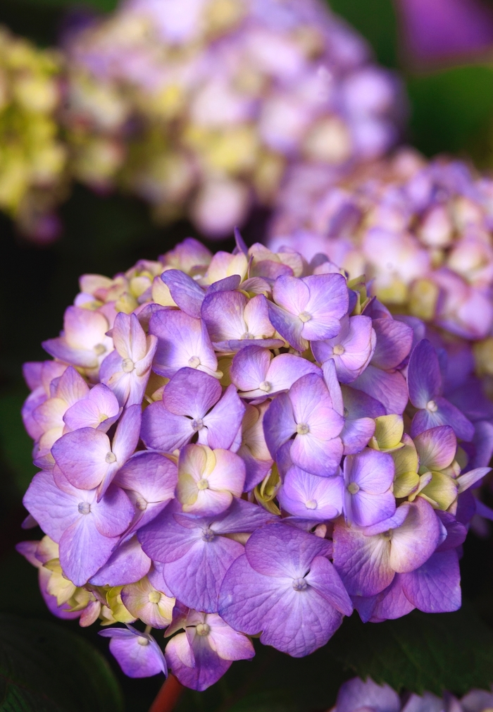 'BloomStruck®' Bigleaf Hydrangea - Hydrangea macrophylla from Evans Nursery