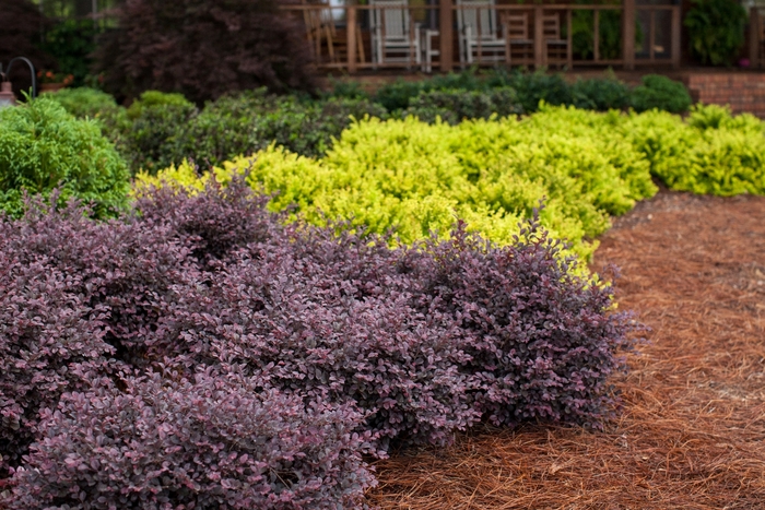 Crimson Fire™ - Loropetalum chinense var. rubrum from Evans Nursery