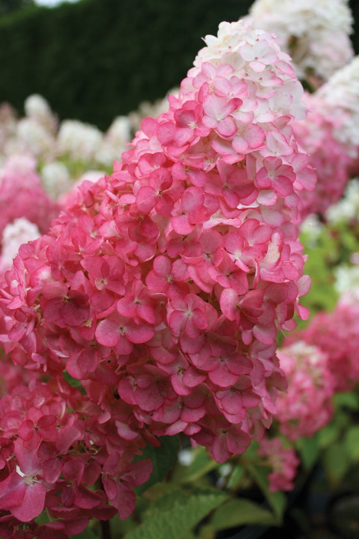 Vanilla Strawberry™ - Hydrangea paniculata from Evans Nursery