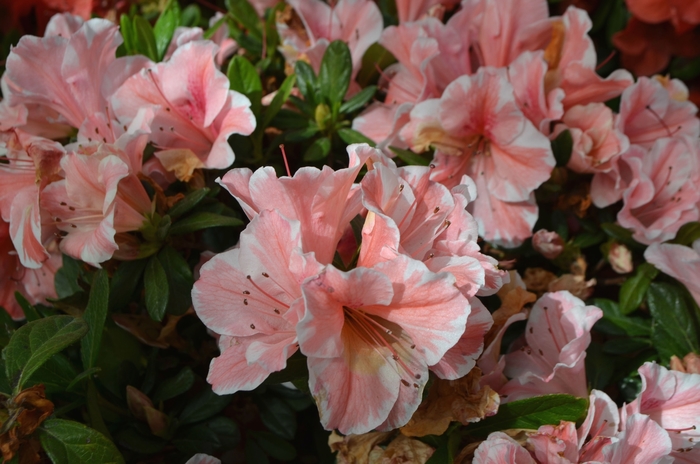 Encore® Autumn Sunburst® - Azalea from Evans Nursery