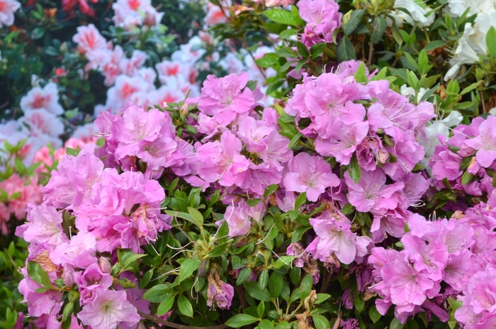 Encore® Autumn Lilac® - Rhododendron hybrid from Evans Nursery