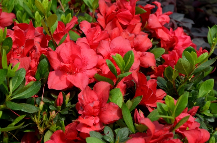 Encore® Autumn Bonfire® - Rhododendron hybrid from Evans Nursery