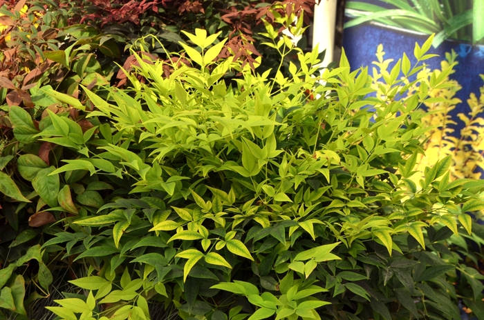 Lemon Lime Heavenly Bamboo - Nandina domestica 'Lemon Lime' from Evans Nursery