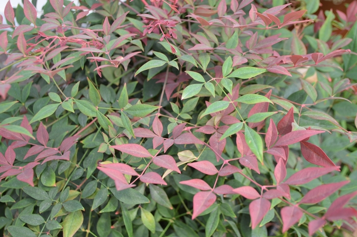 Obsession Nandina - Nandina domestica '‘Seika’' from Evans Nursery