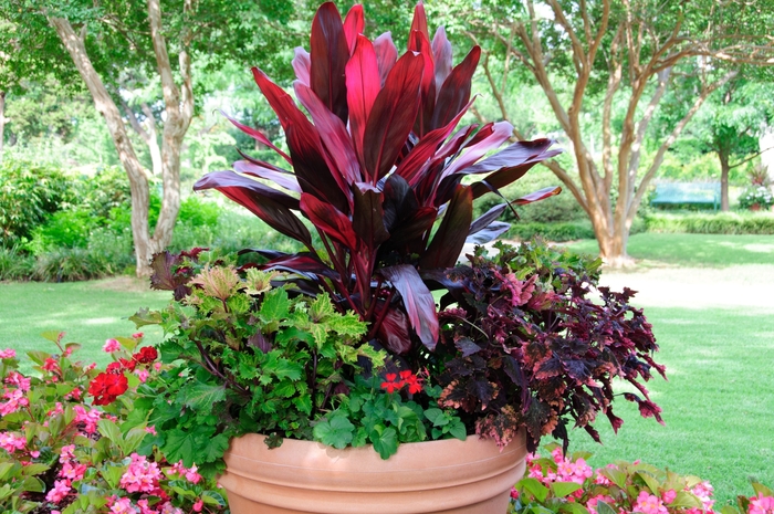 Hawaiian Ti Plant - Cordyline fruticosa 'Red Bull' from Evans Nursery