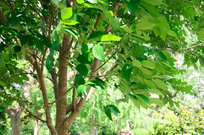 Urbanite Green Ash - Fraxinus pennsylvanica 'Urbell' from Evans Nursery