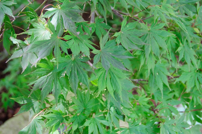 Trompenburg Japanes Maple - Acer palmatum 'Trompenburg' from Evans Nursery