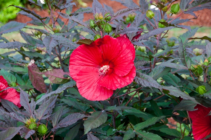 'Midnight Marvel' Rose Mallow - Hibiscus 'Midnight Marvel' from Evans Nursery