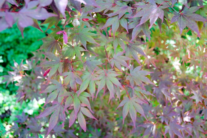 Fireglow Japanese Maple - Acer palmatum from Evans Nursery