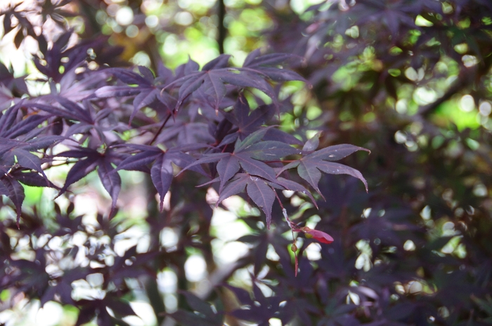 'Moonfire' Japanese Maple - Acer palmatum 'Moonfire' from Evans Nursery