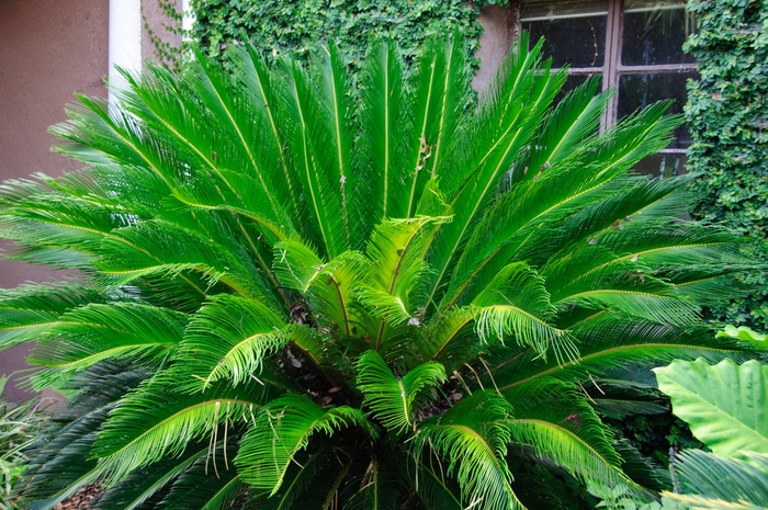 Sago Palm - Cycas revoluta from Evans Nursery