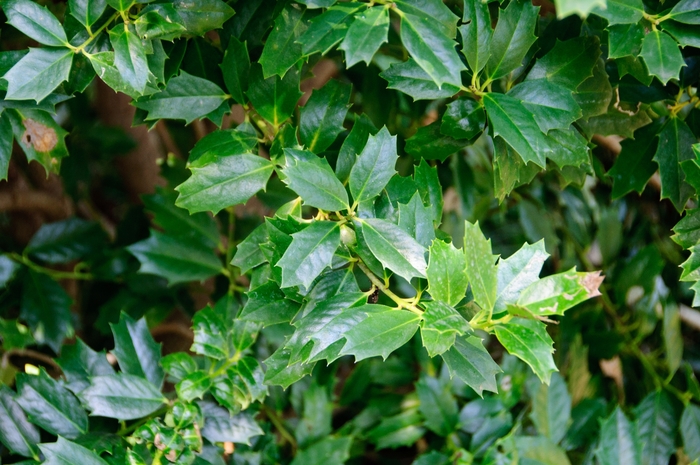 Oakland™ Holly - Ilex x 'Magland' PP14417 from Evans Nursery