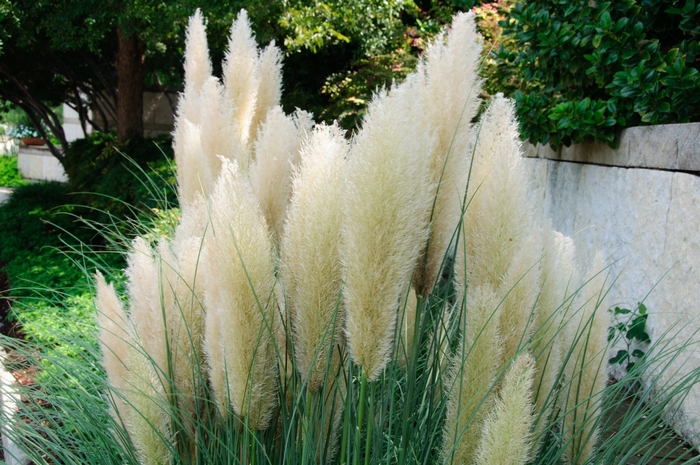 Pampas Grass - Cortaderia selloana 'Pumila' from Evans Nursery