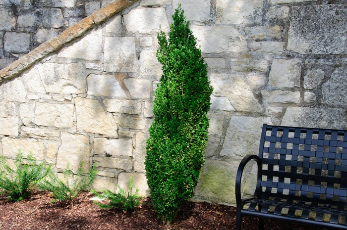 Boxwood - Buxus sempervirens 'Graham Blandy' from Evans Nursery